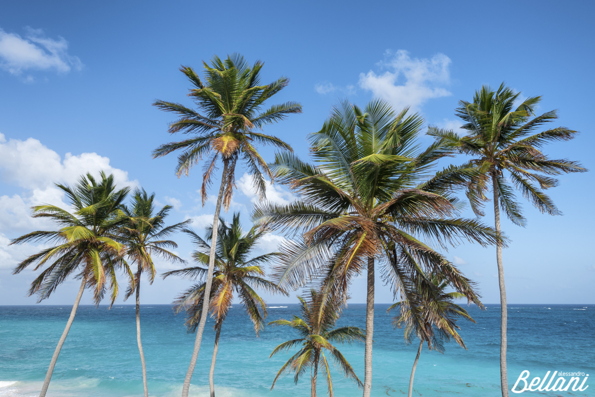 Coconut palm trees and wonderful sea BARBADOS ISLAND
