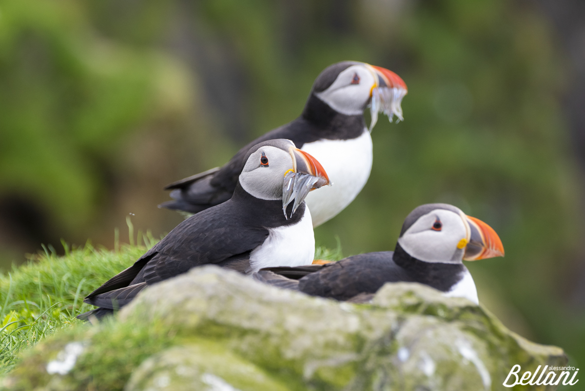 Puffins with hunted food FAROE ISLANDS