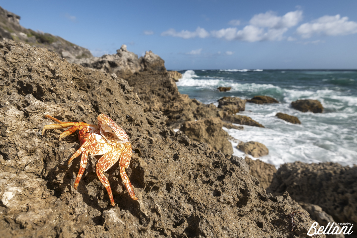 The crab BARBADOS ISLAND