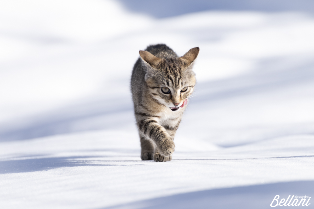 The snow cat ITALY